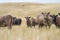 Herd of sustainable cows on a green hill on a farm in Australia. Beautiful cow in a field. Australian Farming landscape with Angus