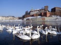 Herd of swams on the visula river in cracow with w