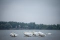 Herd of Swans, black and white, with their curved neck & orange beak on Danube river, in Zemun Belgrade Serbia, resting & sleeping Royalty Free Stock Photo