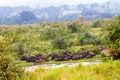 Cape buffalo obstinacy in Ngorongoro Conservation Area