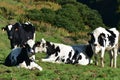 Herd of Tagged Cows in a Large Grass Field Royalty Free Stock Photo