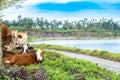 Herd of tamed cows resting at the grass field near a river Royalty Free Stock Photo