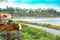 Herd of tamed cows resting at the grass field near a river Royalty Free Stock Photo