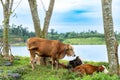 Herd of tamed cows resting and grazing at the grass field near a river Royalty Free Stock Photo