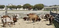 A Herd of Texas Longhorn Cattle, Fort Worth Stockyards Royalty Free Stock Photo