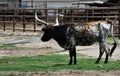 Herd of Texas Longhorn Cows Steers Bulls Cattle Royalty Free Stock Photo