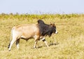 Herd of Thai domestic beef cattle grazing on green pasture