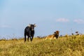 Herd of Thai domestic beef cattle grazing on green pasture Royalty Free Stock Photo