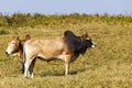 Herd of Thai domestic beef cattle grazing on green pasture Royalty Free Stock Photo