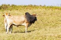 Herd of Thai domestic beef cattle grazing on green pasture Royalty Free Stock Photo