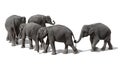 A herd of Thai elephants holding each other\'s tails with their trunks, walking in a line adorably Royalty Free Stock Photo