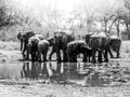 Herd of thirsty african elephants drinking water at waterhole. Moremi Game Reserve, Okavango Region, Botswana Royalty Free Stock Photo