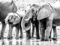 Herd of thirsty african elephants drinking water at waterhole. Moremi Game Reserve, Okavango Region, Botswana