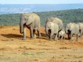 Herd of thirsty elephants with babies at waterhole in the Addo E