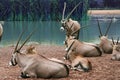 The herd of Thomson Gazellas Eudorcas thomsonii around the green pond, in natural outdoor Zoo, Thailand.