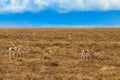 Herd of Thomson\'s gazelle (Eudorcas thomsonii) in Ngorongoro Crater National Park in Tanzania Royalty Free Stock Photo