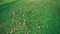 Herd of thoroughbred horses. Horse herd run fast in countryside on a cloudy summer day, Iceland Royalty Free Stock Photo