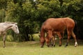 a herd of three horses graze in the autumn meadow Royalty Free Stock Photo