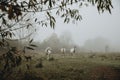 The Herd of three white Horses standind on the meadow during autumn foggy morning with twig of the tree in foreground Royalty Free Stock Photo