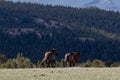 Herd of three wild horses in the mountains of the western USA Royalty Free Stock Photo