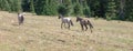 Herd of three wild horses in the Pryor Mountains in Montana United States Royalty Free Stock Photo