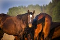 Herd of Trakehner Horses at summer Royalty Free Stock Photo