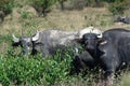 Herd of buffalo Royalty Free Stock Photo