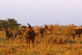Herd of Tsessbe Antelope the fastest in Africa
