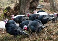 A herd of turkeys Royalty Free Stock Photo