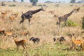 Herd of ugandan kobs, common warthogs and giraffes Royalty Free Stock Photo