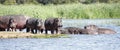 Herd of uneven-aged hippos sunbathe and digest their food on a sandy island