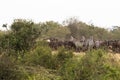 A herd of ungulates accumulates in front of the crossing. Mara river, Kenya Royalty Free Stock Photo