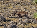 Large male rare Walia ibex, Capra walie in high mountains of Simien mountains national park, Ethiopia Royalty Free Stock Photo