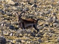 Large male rare Walia ibex, Capra walie in high mountains of Simien mountains national park, Ethiopia Royalty Free Stock Photo