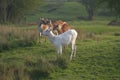 Herd of vicugna, or vicuna, relaxing in grassland