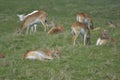 Herd of vicugna, or vicuna, relaxing in grassland