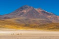 Herd of Vicuna, Atacama Desert, Chile