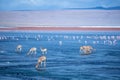 Herd of vicuna`s on altiplano lagoon