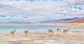 Vicuna Herd, Uyuni, Bolivia Royalty Free Stock Photo