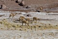 Herd of vicunas in the Andes mountain range, Argentina