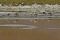 Herd of vicunas drinking water from a pond in the Atacama Desert, Chile