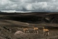 Herd of vicunas going down to hills covered view rainy clouds