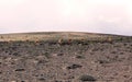 Herd Of Vicunas