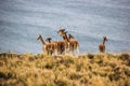 Herd of vicunas near lake Titicaca