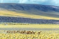 Herd of Vicunas