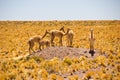 Herd of Vicunas on small hill in pampas / Chile / Atacama