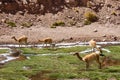 Herd of Vicunas at Vegas de Putana wetland