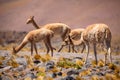 VicuÃÂ±as in the Chilean Altiplano