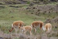 A herd of vicunas , with baby calf, grazing in a grassland, natural habitat