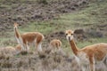 A herd of cute vicunas grazing in a grassland, natural habitat